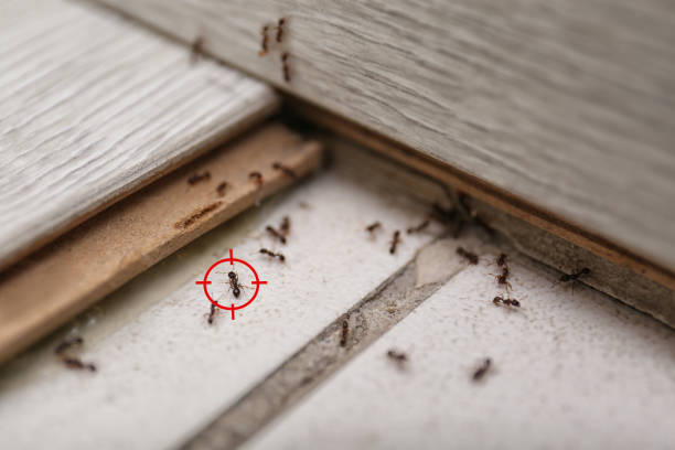 Insect Control in New Paris, IN