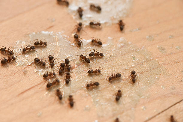 Trusted New Paris, IN Pest Control Experts