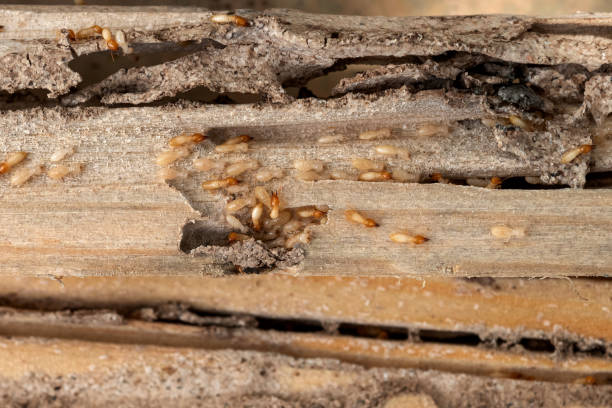 Best Local Pest Control Services  in New Paris, IN